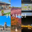 신평동1064 | 경주 여행코스 | 첨성대 핑크뮬리, 황리단길, 동궁과월지, 루지, 황룡원
