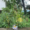 쑥부쟁이 이미지