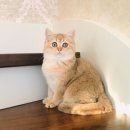 부산뱅갈하우스 이미지