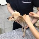 안암동물병원 이미지