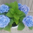 거창읍-17 이미지