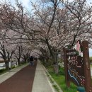 낙동강제방(강서30리벚꽃길) 이미지