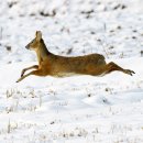 라인플러스(주) 이미지