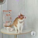 윌리와 잭의 선택 본아페티 고양이사료 스킨앤헤어볼