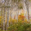 자작나무 이미지