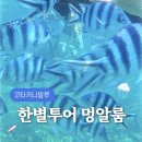 코타키나발루 한별투어로 멍알룸 섬투어 다녀온 솔직 후기