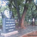 병곡식당의 피순대와 함양생탁 그리고 상림(上林) 이미지