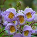 피시랑 놀자 이미지