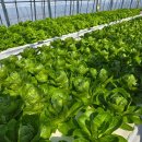 석동농장 | 마산 샐러드 정기배송 샐북 4년차 !