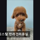 크리스탈 반려견미용실 이미지