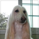 오드리 이미지
