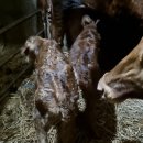 쌍둥이축산2 이미지