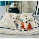 아이조아 요양보호소 경기광주 이미지