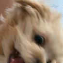 정호두 이미지