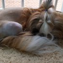 쉬었다가개 이미지