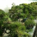 좋은소나무 이미지