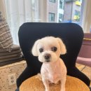 산두로펫살롱 이미지