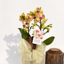 일산랩플레르