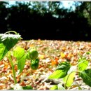 희망의 메시지 이미지