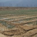 두 Y자(주말) 이미지