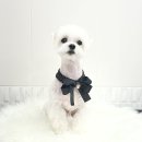 까리하개 이미지