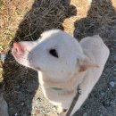 랄라독 | 26.01.25 부산동물보호센터 봉사활동 후기