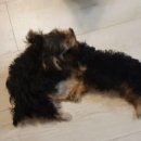 펫 어디가시개 | 2017년 10월 유기견에서 반려견으로 다시 태어난 생명들[ 반려동물생명윤리협회/ 이데아의유기견이야기 ]