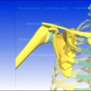 관절와상완골 관절(Glenohumeral Joint) Ⅰ. 이미지