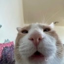 검프코리아 | 햄들어도 c'est la vie