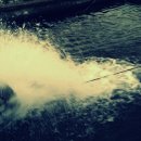 맛질송어회 이미지