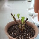 (주)카페프레이즈 네이버블로그