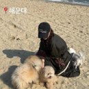 개엄마 이미지