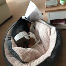 그린벨 이콰인 동물병원 이미지