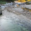 로얄애견 이미지