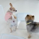 시오꾸꾸 이미지