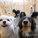 아리 동물병원 이미지