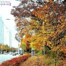 선화로 이미지