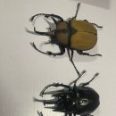 코끼리엘라 네이버블로그