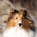 골든베릴셀티 이미지