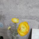 브니엘플라워 이미지