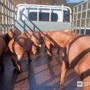 경상남도 축산연구소 이미지