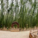 대숲 이미지