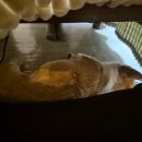 제주집 이응 이미지