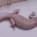 마초게코