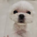 행자네 멍발소 이미지