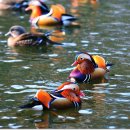 원앙농장 이미지