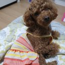 도그판타지 이미지