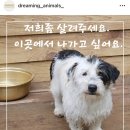 5월1일 안락사 예정인 장성보호소 강아지들 이미지