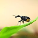 노랑배거위벌레 이미지