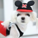 스타일 멍멍 이미지